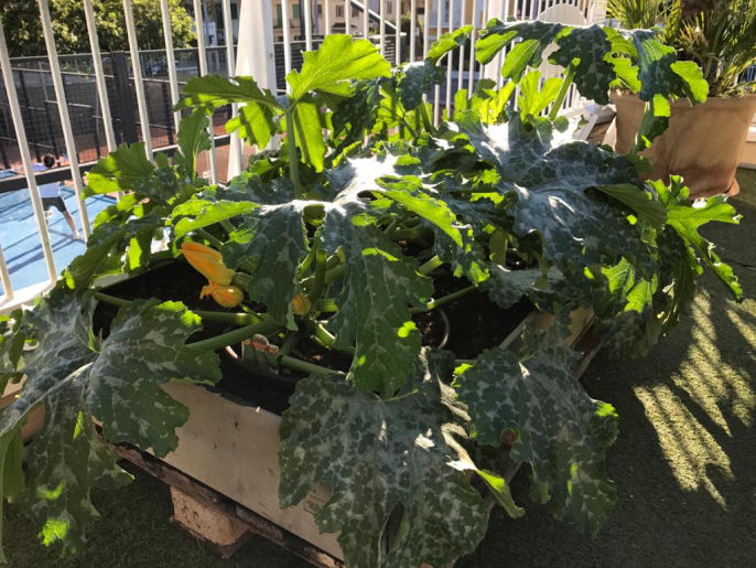 articoli per il giardinaggio rimini rn