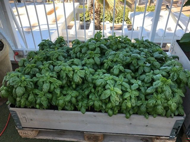 articoli per il giardinaggio rimini